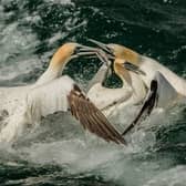 Gannets fight over a fish. Photo courtesy of Steve Farrington