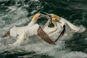 Gannets fight over a fish. Photo courtesy of Steve Farrington