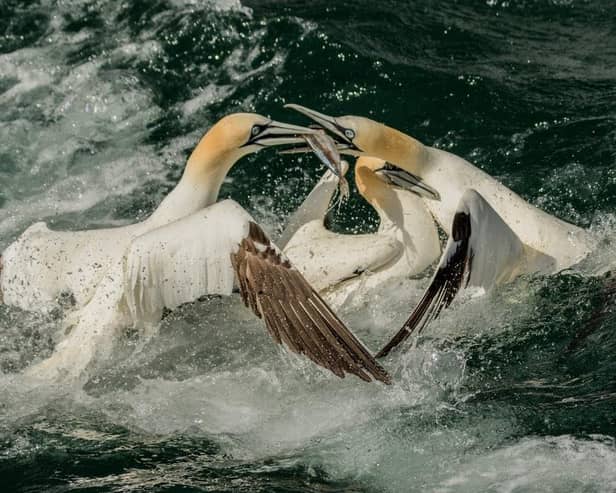 Gannets fight over a fish. Photo courtesy of Steve Farrington