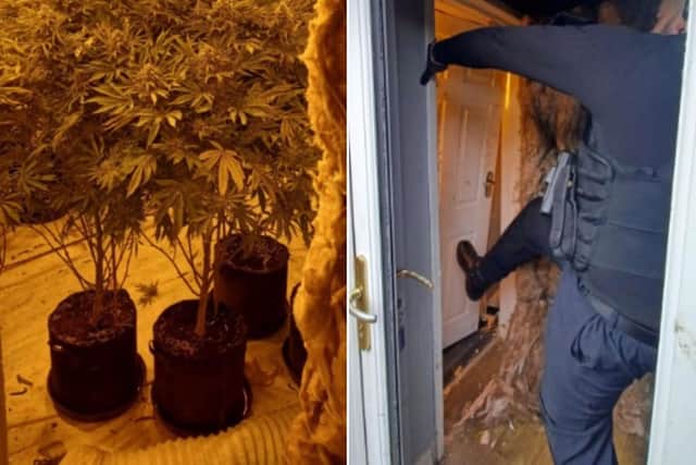 North Yorkshire Police images show cannabis plants and police breaking down a door.