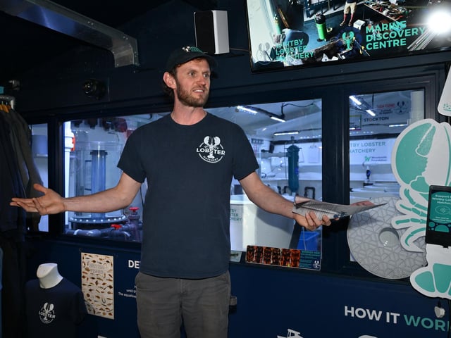 The hatchery hopes to release 100,000 juvenile lobsters each year