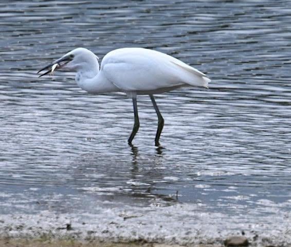 David Richardson spotted this little egret at Scaling Dam Nature Reserve.