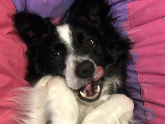 Odin the Broder Collie looking cute!