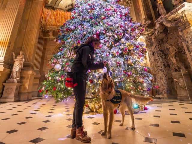 Trainee Guide Dog puppy Dash at Castle Howard