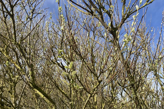 Trees are starting to bud around the visitor centre at the bird reserve.