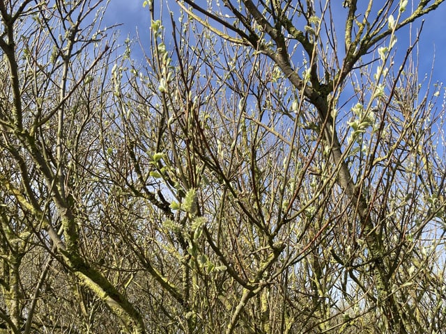 Trees are starting to bud around the visitor centre at the bird reserve.