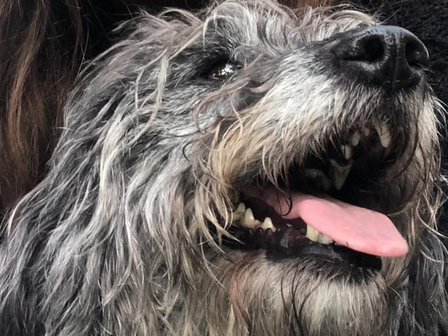 the happy face of Bella!