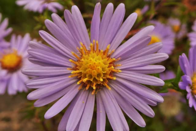 A wild aster
