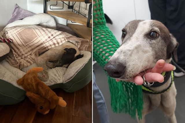 Terri-Ann has started a fundraiser for Pepper's surgery and recovery, but she has said any money left over will be donated to help other dogs in need. Photo: Terri-Ann Prendergast