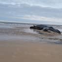 Fin Whales are the second largest whale species in the world, and the unfortunate whale was crushed under its own weight when it landed on the sands.