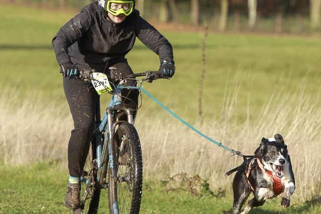 Scarborough Athletic Club's Victoria Lockey in action with her dog Dasher at the three-kilometre Bikejor race at the canicross event at Locko Park in Derby