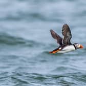 Donation to Yorkshire Wildlife Trust to help a multitude of native wildlife.