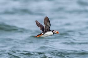 Donation to Yorkshire Wildlife Trust to help a multitude of native wildlife.