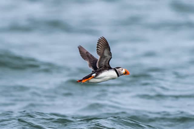 Donation to Yorkshire Wildlife Trust to help a multitude of native wildlife.