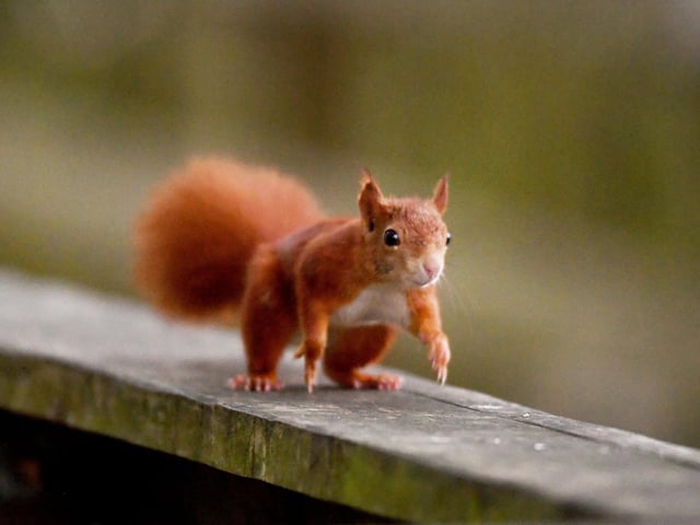 The Yorkshire Arboretum have a small breeding group of native Red Squirrels which are helping to maintain a captive population for future reintroductions.