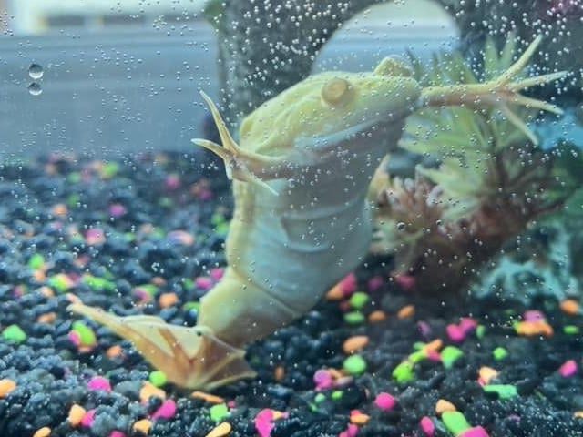 This 23 year old frog is happy in their colourful home.