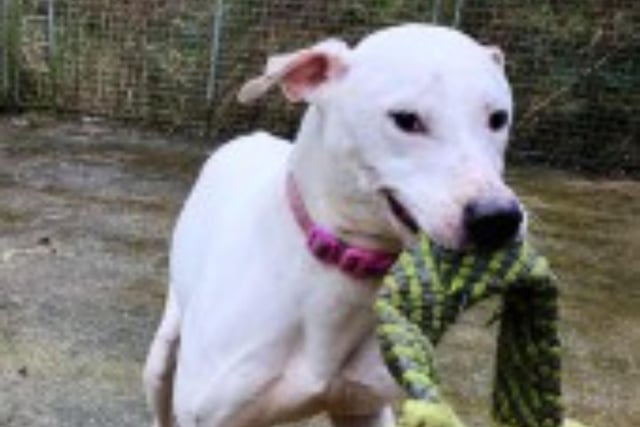 Casper is a three year old Lurcher. He is sociable with people, but cannot be rehomed with other dogs, cats or small animals and children.
Call Bob on 01947 810787  to enquire.