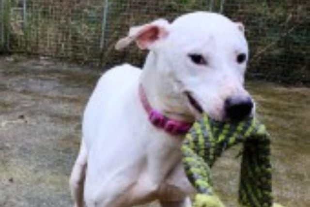 Casper is a three year old Lurcher. He is sociable with people, but cannot be rehomed with other dogs, cats or small animals and children.
Call Bob on 01947 810787 to enquire.