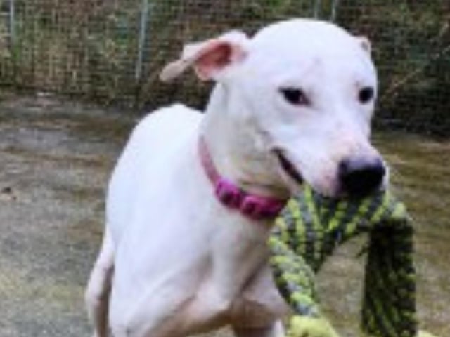 Casper is a three year old Lurcher. He is sociable with people, but cannot be rehomed with other dogs, cats or small animals and children.
Call Bob on 01947 810787 to enquire.