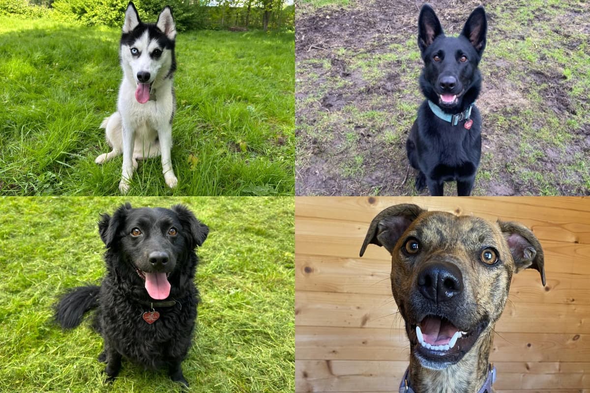 Dogs That Rescue IN PICTURES: 15 adorable dogs available for adoption and looking for ...