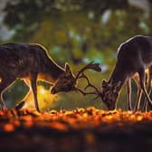 Stags, by Richard Costin.