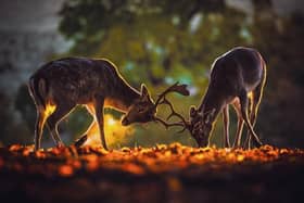Stags, by Richard Costin.