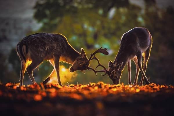 Stags, by Richard Costin.