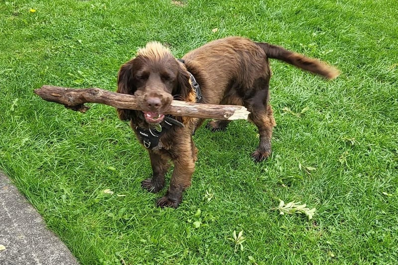 This is Bailey, the spaniel with a great find.