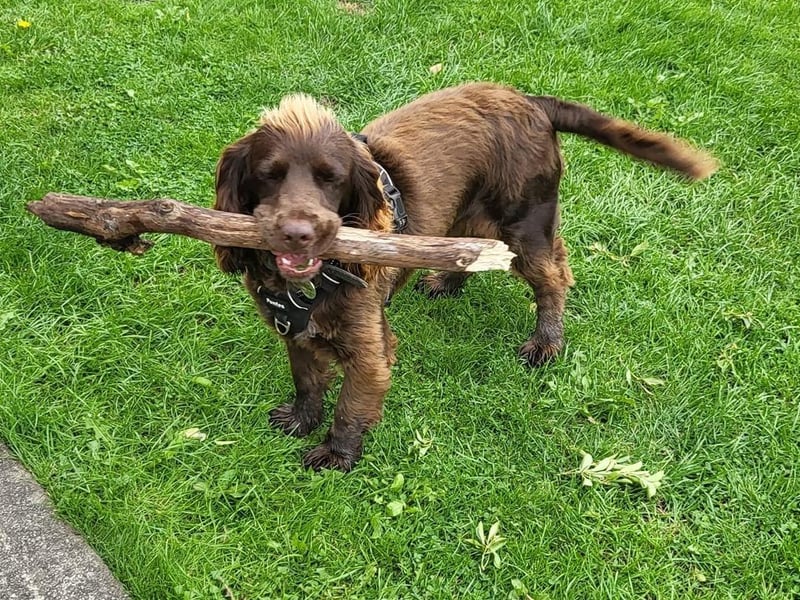 This is Bailey, the spaniel with a great find.
