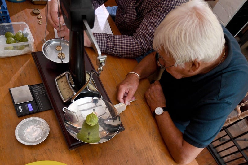Judges are pictured weighing and judging the gooseberries.