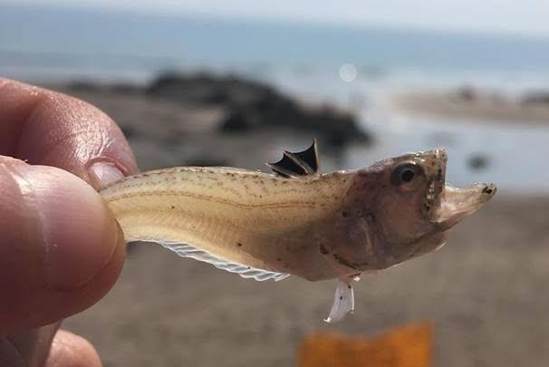 Yorkshire Coast RNLI teams offer advice on weever fish stings
