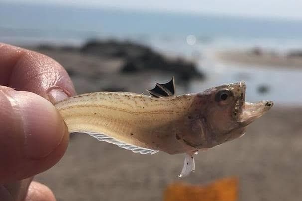 Yorkshire Coast RNLI teams offer advice on weever fish stings