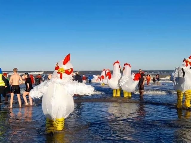 The chickens enjoying their dip in the bracing waters of the North Sea!