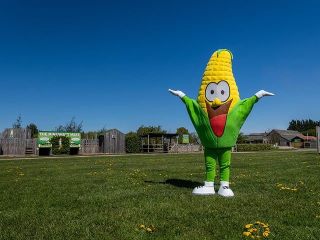 York Maze, Saturday, July 16 to Monday, September 5 With more than 20 attractions, among Europe’s largest maize mazes offers fantastic labyrinthine play and puzzle day out. It was created from more than a million living growing maize plants.