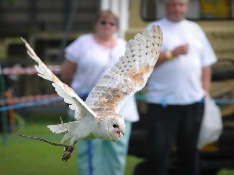Thornton Le Dale show 2012; Gilbert the Barn Owl takes flight in the display ring.