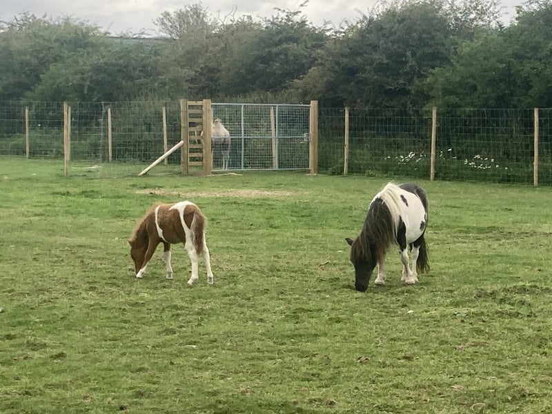 Despite their tiny stature, Shetland ponies are incredibly strong. In fact, in terms of size to strength ratio, they are one of the strongest horses on the planet!