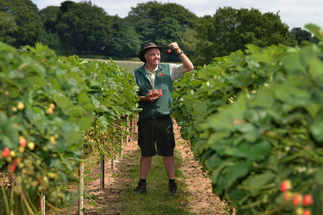 Kemps, Horsforth, West Yorkshire.
Open now for summer fruits and October for pumpkins, the site shows visitors how crops are grown, enjoy the countryside and take home some delicious Yorkshire farm produce.
A ticket is required and opening hours are all detailed on the booking site.
Tickets must be booked online and are £2 per person which includes entry to the picking fields and a £2 voucher to spend on fruit, tractor rides etc.
There is also a children’s play area, some piglets to see and a takeaway cafe selling drinks, ice creams and snacks.
Tickets available via https://kemps.merlintickets.co.uk/ site..