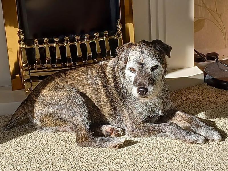 This Bertie who is lounging in the sun in Scarborough; he was rescued from Pet Samaritans in Chesterfield.