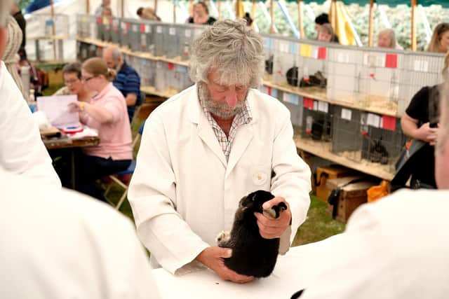Judging the rabbits at the 2023 Egton Show.picture: Richard Ponter