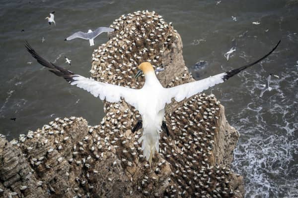 Gannets nest at Bempton Cliffs in Yorkshire, as over 250,000 seabirds flock to the chalk cliffs to find a mate and raise their young. The nature reserve, run by the RSPB, is best known for its breeding seabirds, including northern gannet, Atlantic puffin, razorbill, common guillemot, black-legged kittiwake and fulmar. Picture: Danny Lawson/PA Wire