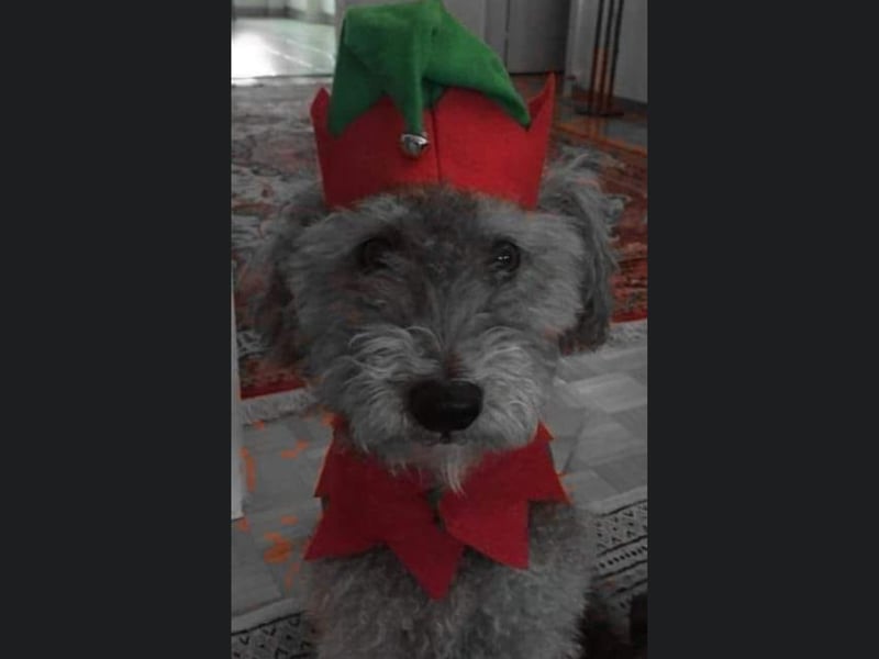 This 'elf' from Bridlington is a Hungarian Pumi called Poppy.