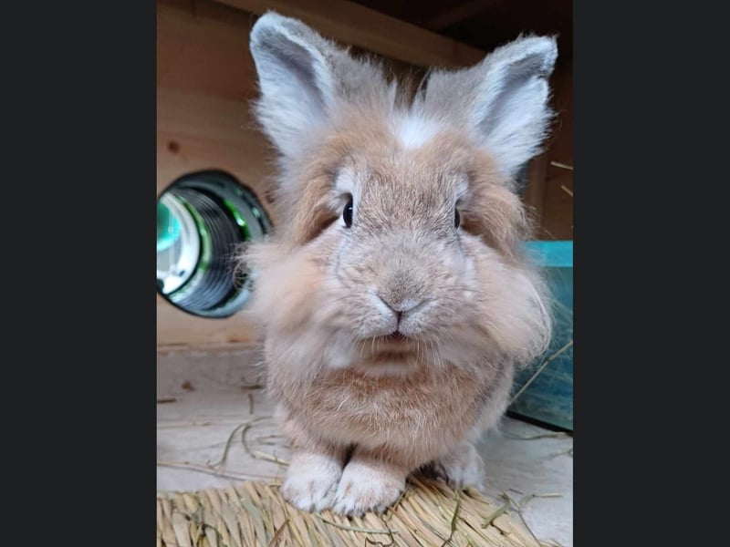 Archie is a 4-year-old male (approximately) and is a new arrival. He is a friendly rabbit who loves to explore, run, jump and play with his chew toys. He is litter-trained and has previously lived indoors. He is looking for a home where he can pair up with a neutered and vaccinated female rabbit. He will need to be brushed regularly.