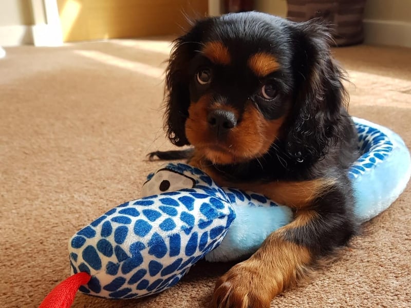 This little puppy is playing with her toy snake.
