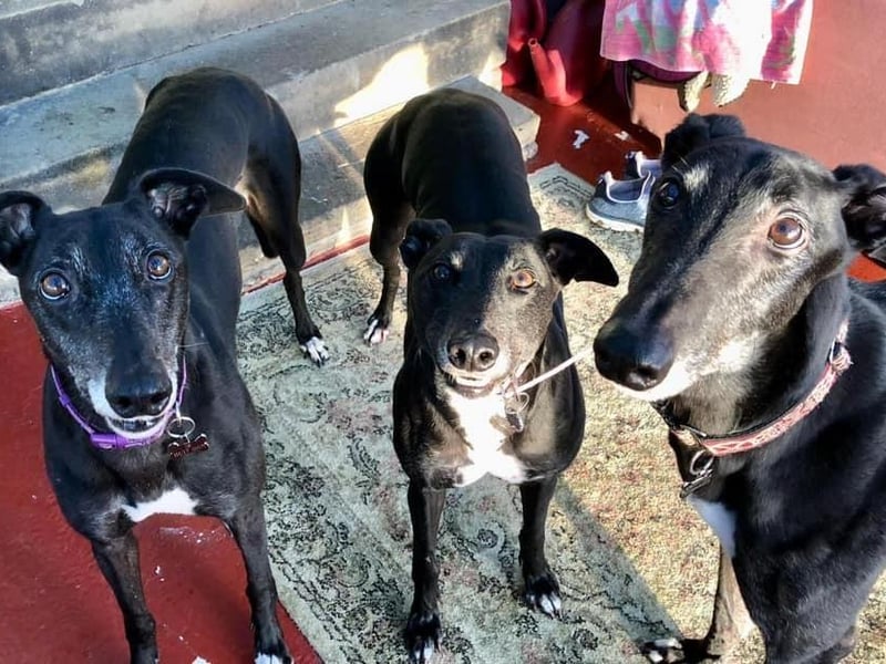 Here is rescued Greyhound Isla who lives in Bridlington, alongside her two rescue friends Sylvie and Ezzie.