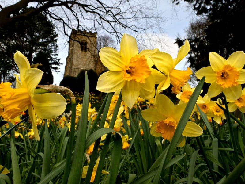 Daffodils at St Laurence's Church.