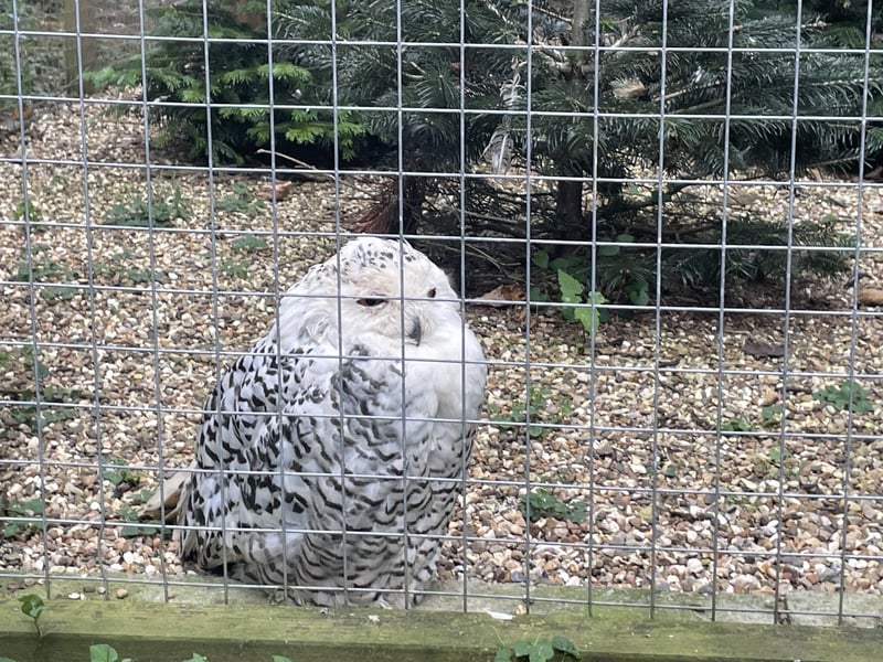Found in the Arctic tundra, the Snowy Owl is a stunning large white owl with black markings and yellow eyes that is mostly active during daytime.