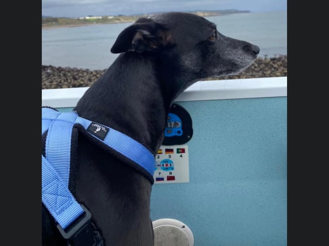 Stanley enjoying the open-top bus as it goes down Marine Drive.