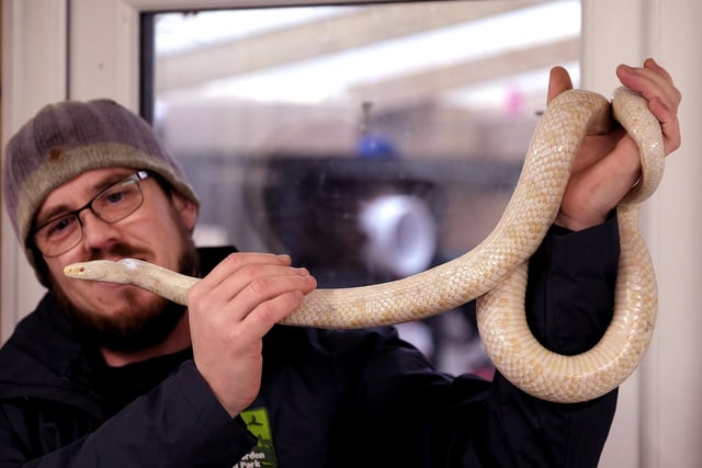 Chris Holah with an albino corn snake
