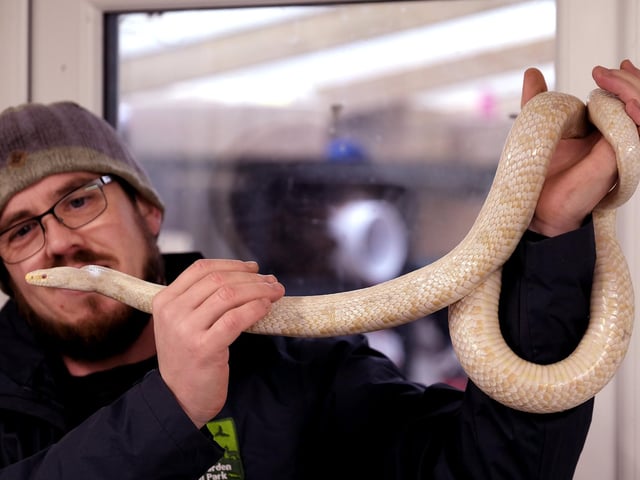 Chris Holah with an albino corn snake
