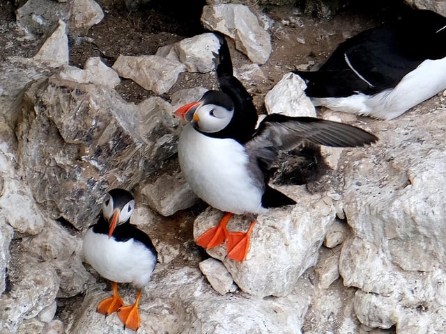 A puffin has a stretch.
